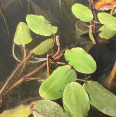 Potamogeton cheesemanii (Pondweed) at Watson, ACT - 18 Feb 2019 by JaneR