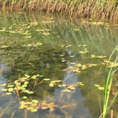 Potamogeton cheesemanii at Watson, ACT - 18 Feb 2019 04:07 PM