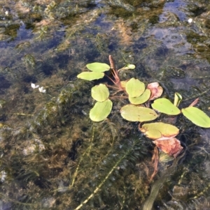 Potamogeton cheesemanii at Watson, ACT - 18 Feb 2019 04:07 PM