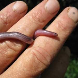 Anilios nigrescens at Colinton, NSW - 20 Dec 2018