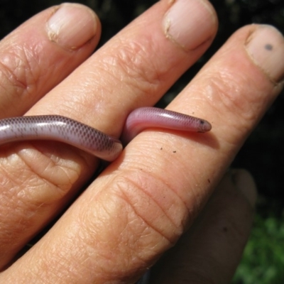 Anilios nigrescens (Blackish Blind Snake) at Colinton, NSW - 20 Dec 2018 by Graham12