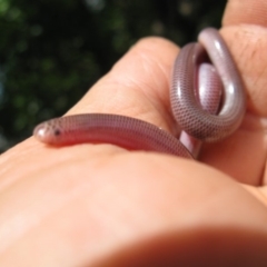 Anilios nigrescens at Colinton, NSW - 20 Dec 2018