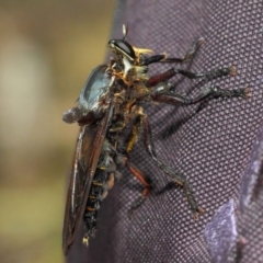 Blepharotes splendidissimus (Giant Blue Robber Fly) at Paddys River, ACT - 18 Feb 2019 by TimL