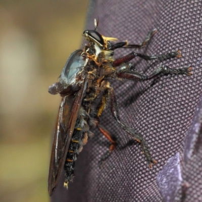 Blepharotes splendidissimus (Giant Blue Robber Fly) at Paddys River, ACT - 18 Feb 2019 by TimL