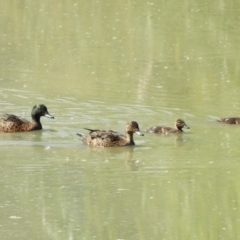 Anas castanea (Chestnut Teal) at Fyshwick, ACT - 14 Feb 2019 by Christine