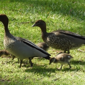 Chenonetta jubata at Acton, ACT - 18 Feb 2019 09:54 AM