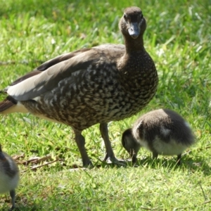 Chenonetta jubata at Acton, ACT - 18 Feb 2019 09:54 AM