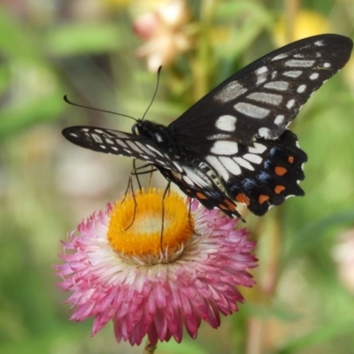 Papilio anactus (Dainty Swallowtail) at Acton, ACT - 17 Feb 2019 by Christine