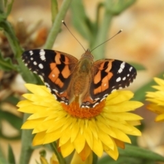 Vanessa kershawi (Australian Painted Lady) at Acton, ACT - 18 Feb 2019 by Christine