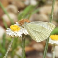Pieris rapae (Cabbage White) at Acton, ACT - 17 Feb 2019 by Christine