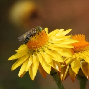 Bembix sp. (genus) at Acton, ACT - 18 Feb 2019