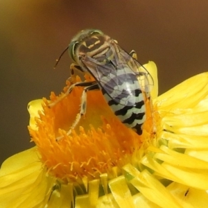 Bembix sp. (genus) at Acton, ACT - 18 Feb 2019 10:39 AM