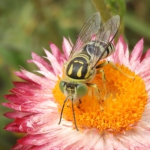 Bembix sp. (genus) at Acton, ACT - 18 Feb 2019 10:45 AM