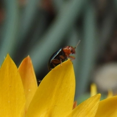 Alticini (tribe) (Unidentified flea beetle) at Acton, ACT - 18 Feb 2019 by Christine