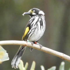 Phylidonyris novaehollandiae (New Holland Honeyeater) at Acton, ACT - 17 Feb 2019 by Christine