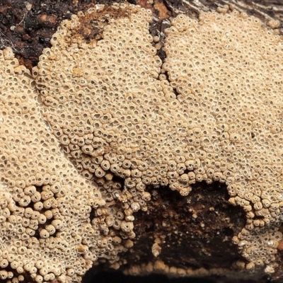 Merismodes anomala at Acton, ACT - 1 Feb 2019 by Heino1