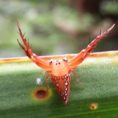 Arkys walckenaeri (Triangle spider) at Acton, ACT - 18 Feb 2019 by Christine