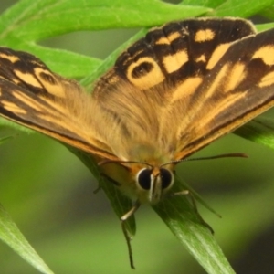 Heteronympha paradelpha at Acton, ACT - 18 Feb 2019 11:12 AM