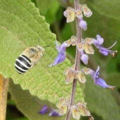 Amegilla (Zonamegilla) asserta (Blue Banded Bee) at Acton, ACT - 18 Feb 2019 by Christine