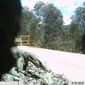 Varanus rosenbergi at Cotter River, ACT - 10 Nov 2012