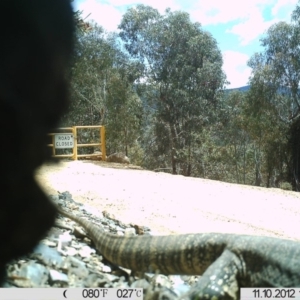 Varanus rosenbergi at Cotter River, ACT - 10 Nov 2012