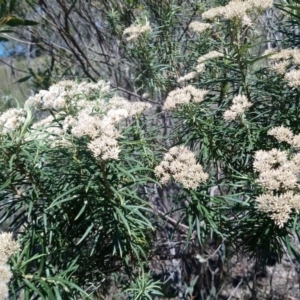 Cassinia aculeata subsp. aculeata at Torrens, ACT - 13 Feb 2019