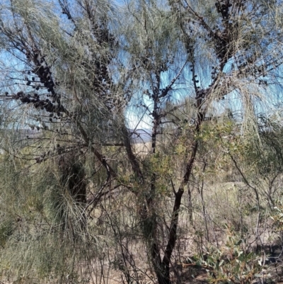 Allocasuarina verticillata (Drooping Sheoak) at Torrens, ACT - 13 Feb 2019 by RosemaryRoth