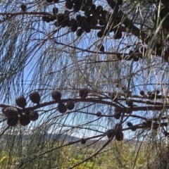 Allocasuarina verticillata at Torrens, ACT - 13 Feb 2019 11:27 AM