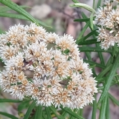 Cassinia aculeata subsp. aculeata (Dolly Bush, Common Cassinia, Dogwood) at Kambah, ACT - 18 Feb 2019 by RosemaryRoth