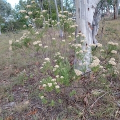 Cassinia aculeata subsp. aculeata at Kambah, ACT - 18 Feb 2019