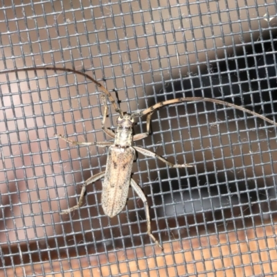 Didymocantha obliqua (Longhorn beetle) at Rosedale, NSW - 16 Feb 2019 by jbromilow50