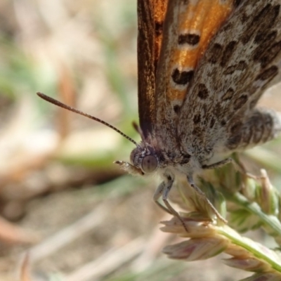 Lucia limbaria (Chequered Copper) at Turner, ACT - 19 Feb 2019 by Laserchemisty