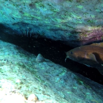 Lotella rhacina at Beecroft Peninsula, NSW - 15 Feb 2019 by pez