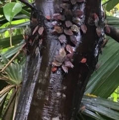 Lyramorpha rosea (Litchi stink bug) at Broughton, NSW - 20 Jan 2019 by Phillolyn