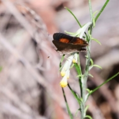 Paralucia pyrodiscus (Fiery Copper) at The Ridgeway, NSW - 30 Dec 2018 by DPRees125