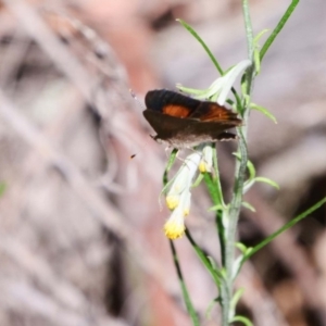 Paralucia pyrodiscus at The Ridgeway, NSW - 31 Dec 2018