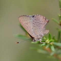 Paralucia pyrodiscus at The Ridgeway, NSW - 31 Dec 2018