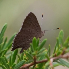 Paralucia pyrodiscus at The Ridgeway, NSW - suppressed