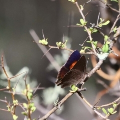 Paralucia pyrodiscus at The Ridgeway, NSW - 31 Dec 2018