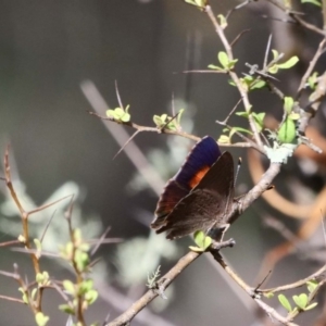 Paralucia pyrodiscus at The Ridgeway, NSW - 31 Dec 2018