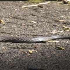 Pseudonaja textilis (Eastern Brown Snake) at Acton, ACT - 19 Feb 2019 by AlisonMilton