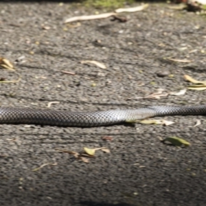 Pseudonaja textilis at Acton, ACT - 19 Feb 2019 03:40 PM