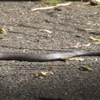 Pseudonaja textilis (Eastern Brown Snake) at ANBG - 19 Feb 2019 by AlisonMilton