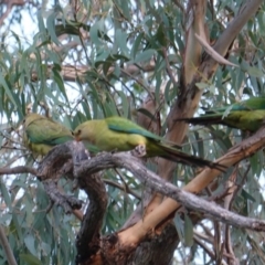 Polytelis swainsonii (Superb Parrot) at Federal Golf Course - 19 Feb 2019 by JackyF