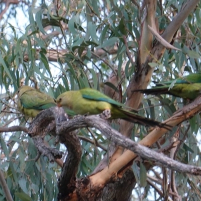 Polytelis swainsonii (Superb Parrot) at Red Hill, ACT - 19 Feb 2019 by JackyF