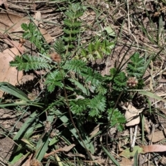 Acaena sp. (A Sheep's Burr) at Hughes, ACT - 13 Feb 2019 by JackyF