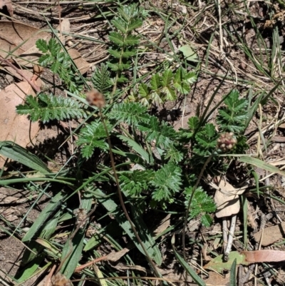 Acaena sp. (A Sheep's Burr) at Hughes, ACT - 13 Feb 2019 by JackyF