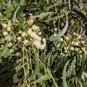 Acacia implexa at Symonston, ACT - 14 Feb 2019 10:34 AM