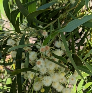 Acacia implexa at Symonston, ACT - 14 Feb 2019 10:34 AM