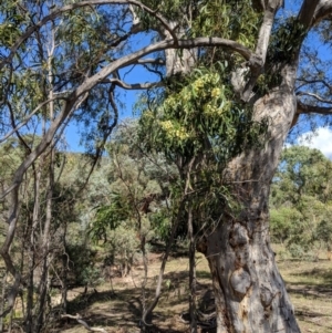 Acacia implexa at Symonston, ACT - 14 Feb 2019 10:34 AM